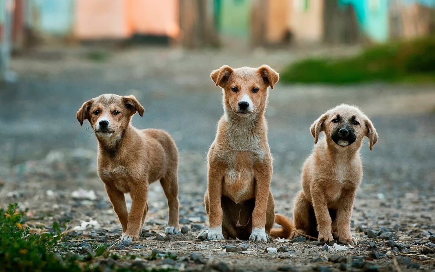 Three young mixed-breed dogs sitting in a row on a gravel path