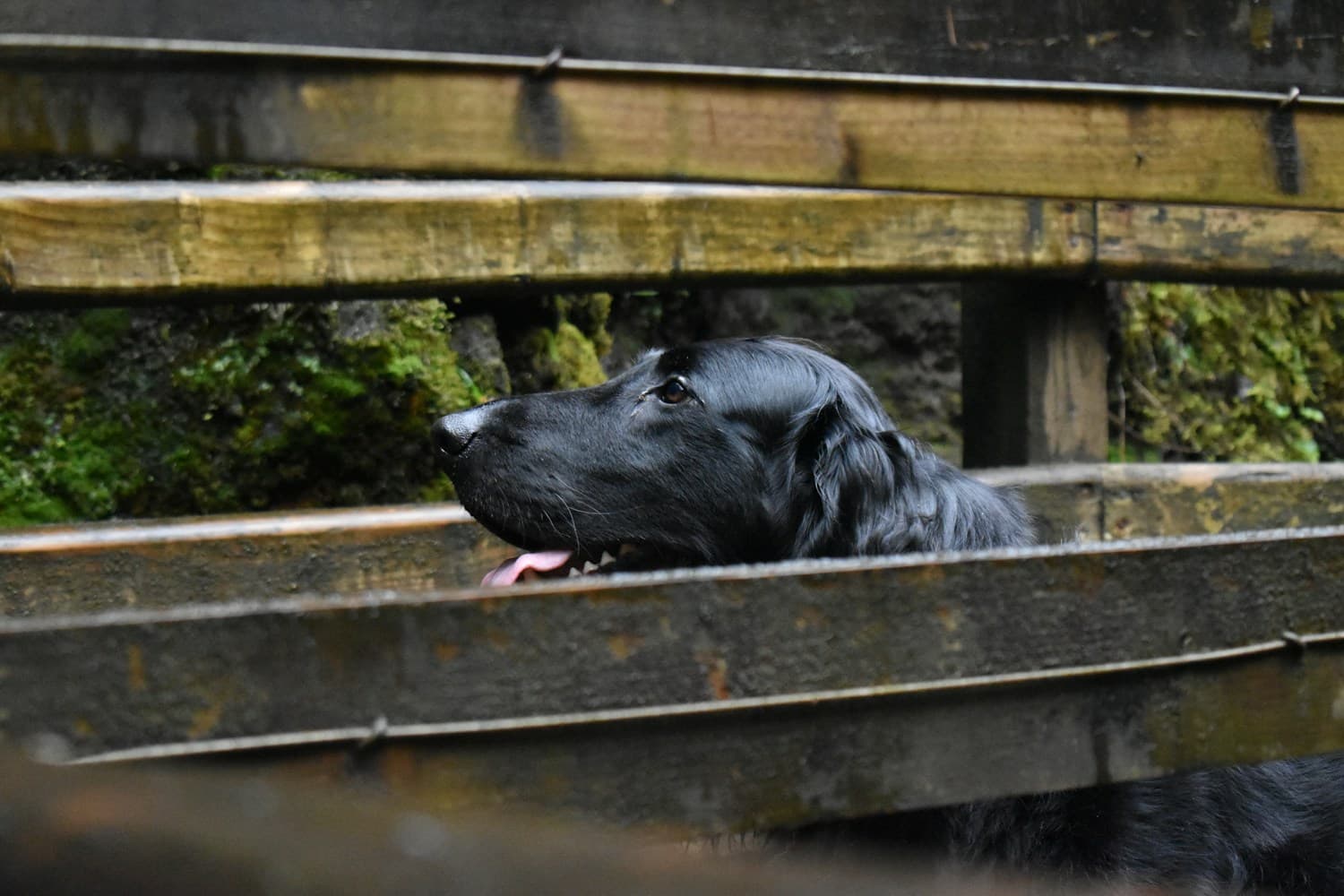 A black Labrador poking its head through a wooden fence in a mossy forest