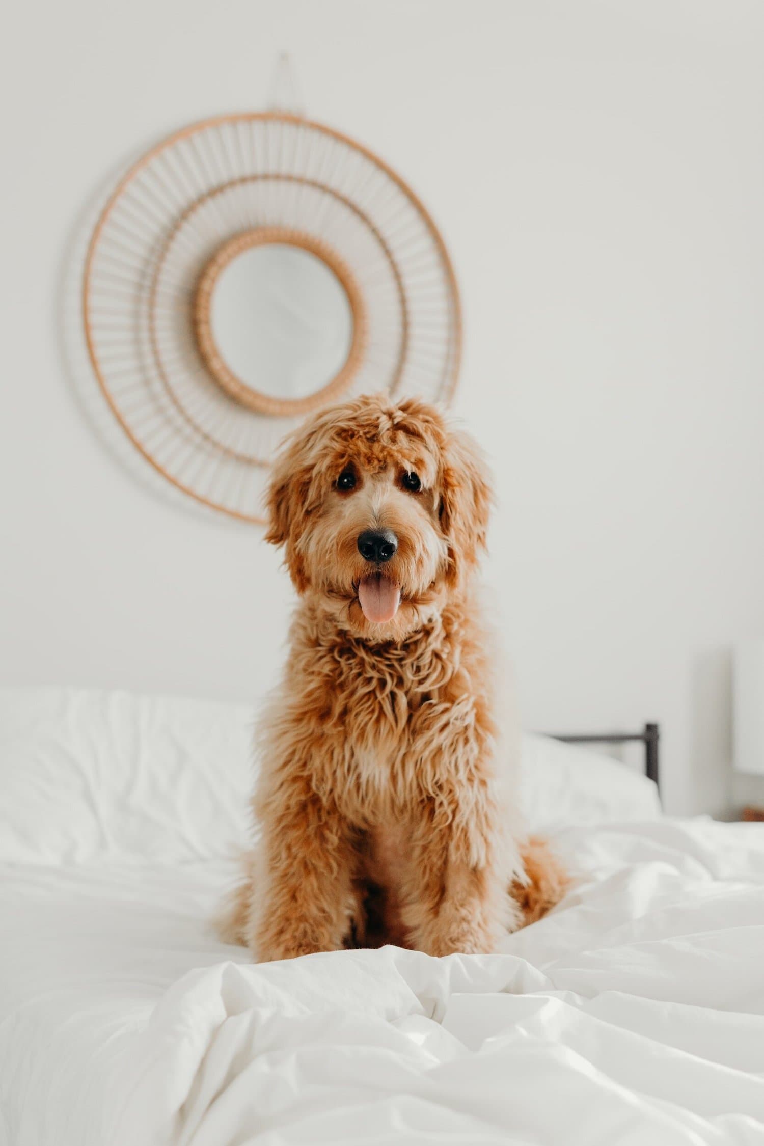 An apricot cockapoo sitting on a white bed