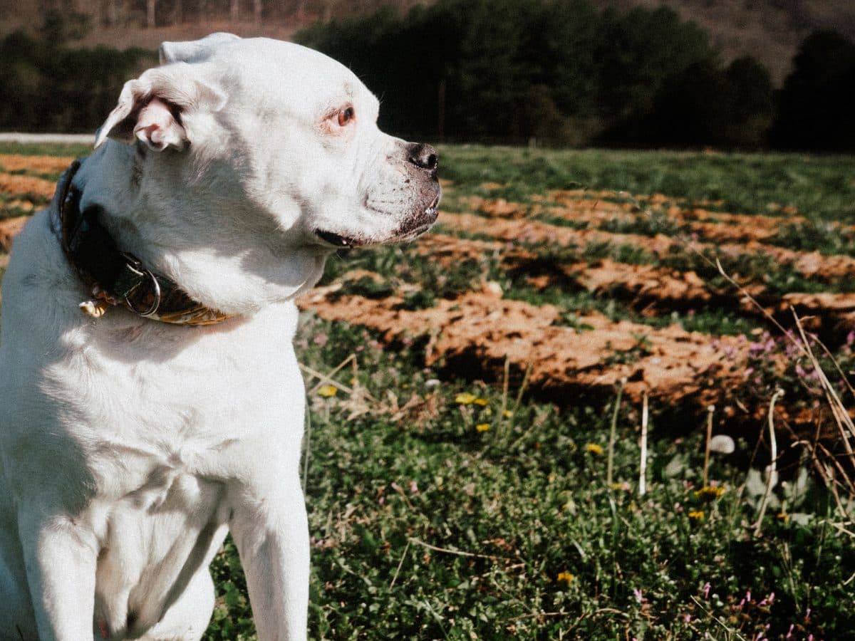 A white and tan boxer standing in a field, looking to one side