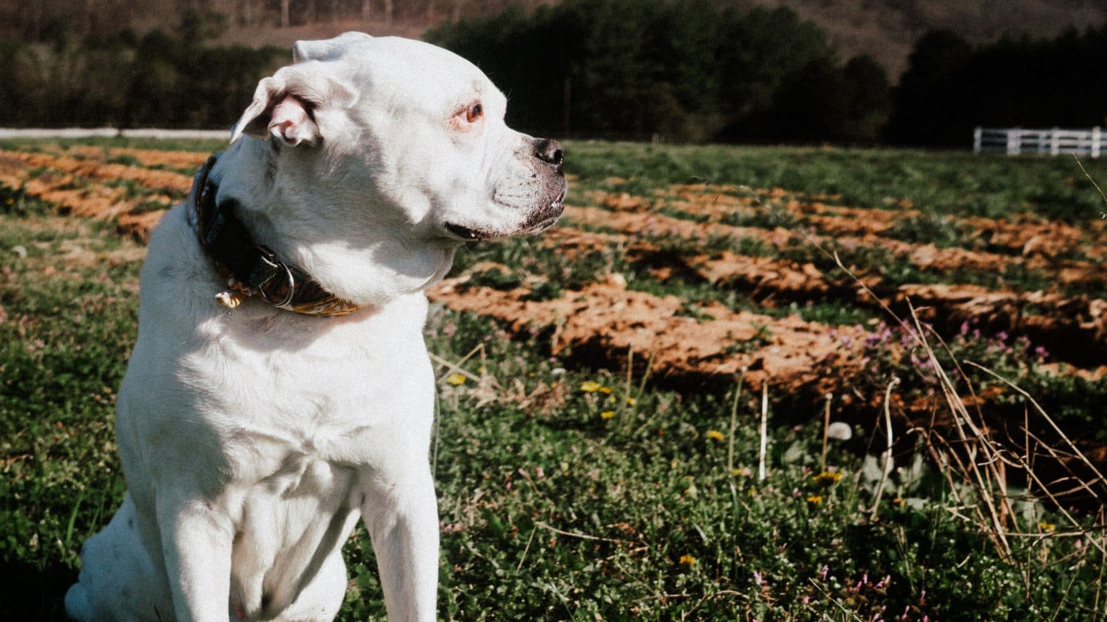 A white and tan boxer standing in a field, looking to one side