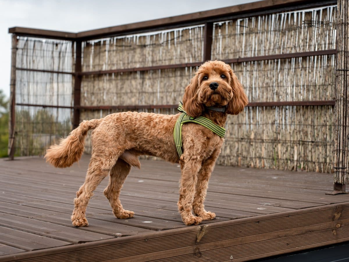 An apricot cavapoo standing on a wooden deck wearing a green harness