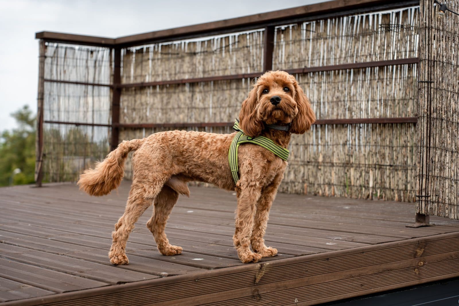 An apricot cavapoo standing on a wooden deck wearing a green harness