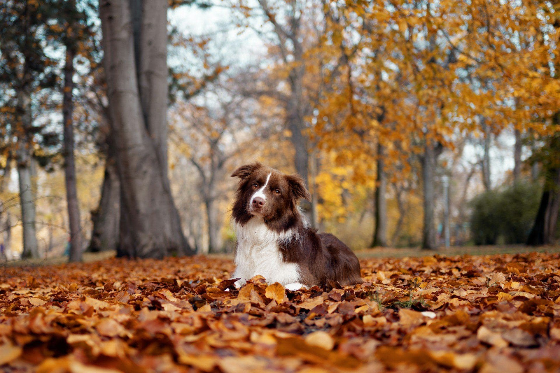 A brown and white collie lying in a carpet of fallen autumn leaves in a park
