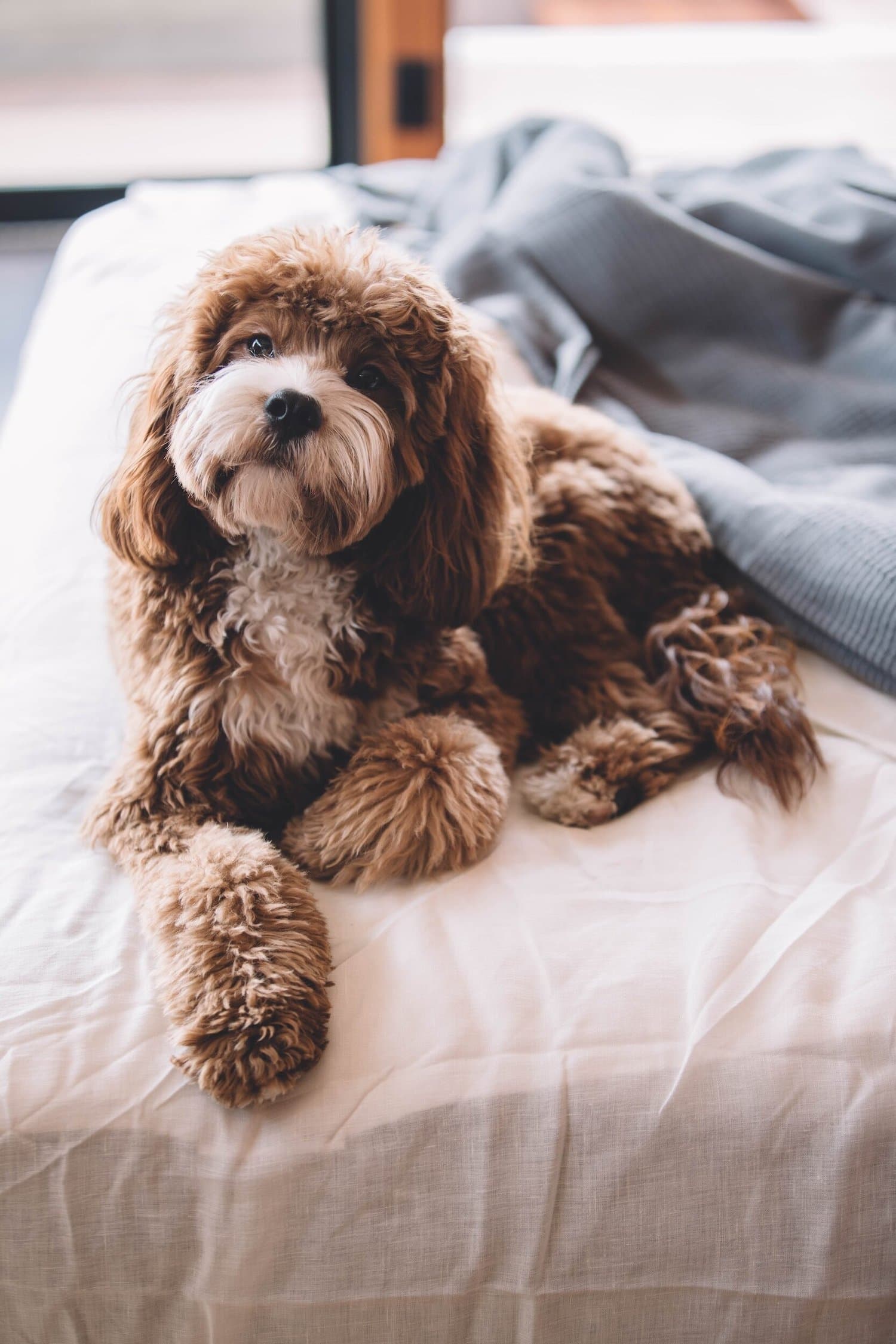 A brown cockapoo lying on a bed looking up at the camera