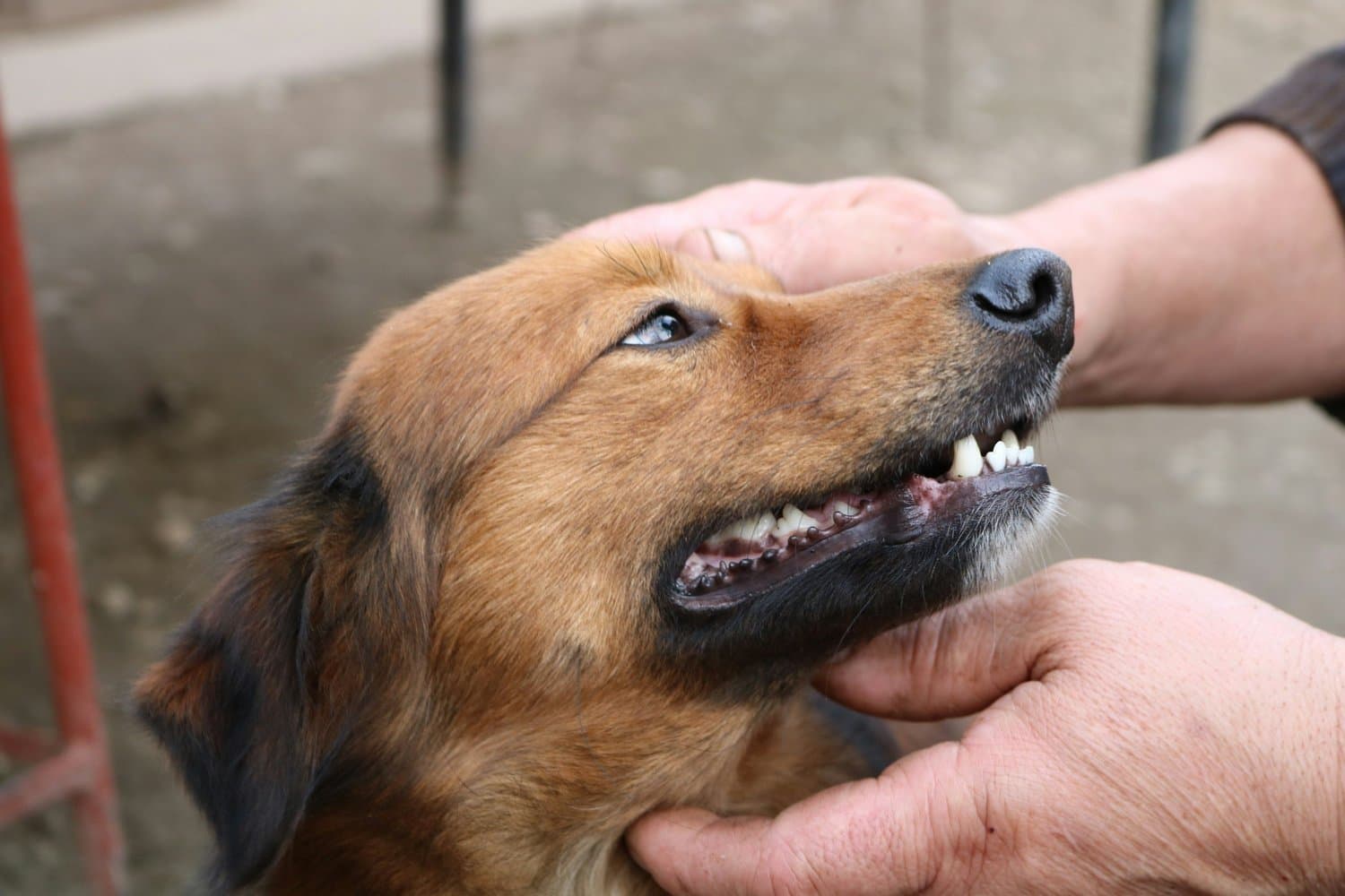 A person lifting a golden dog's lip to show its teeth and gums