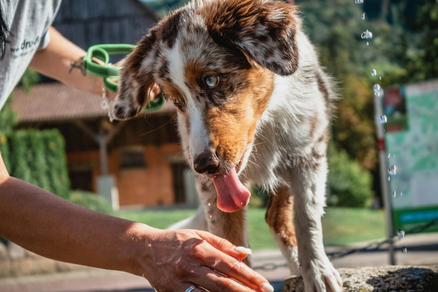 An Australian shepherd licking a person's outstretched hand outdoors