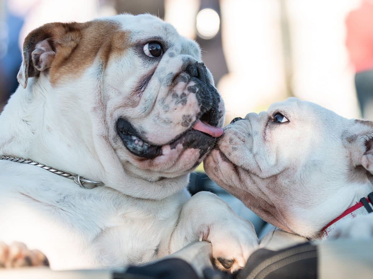 Two English bulldogs together, one licking the other's face