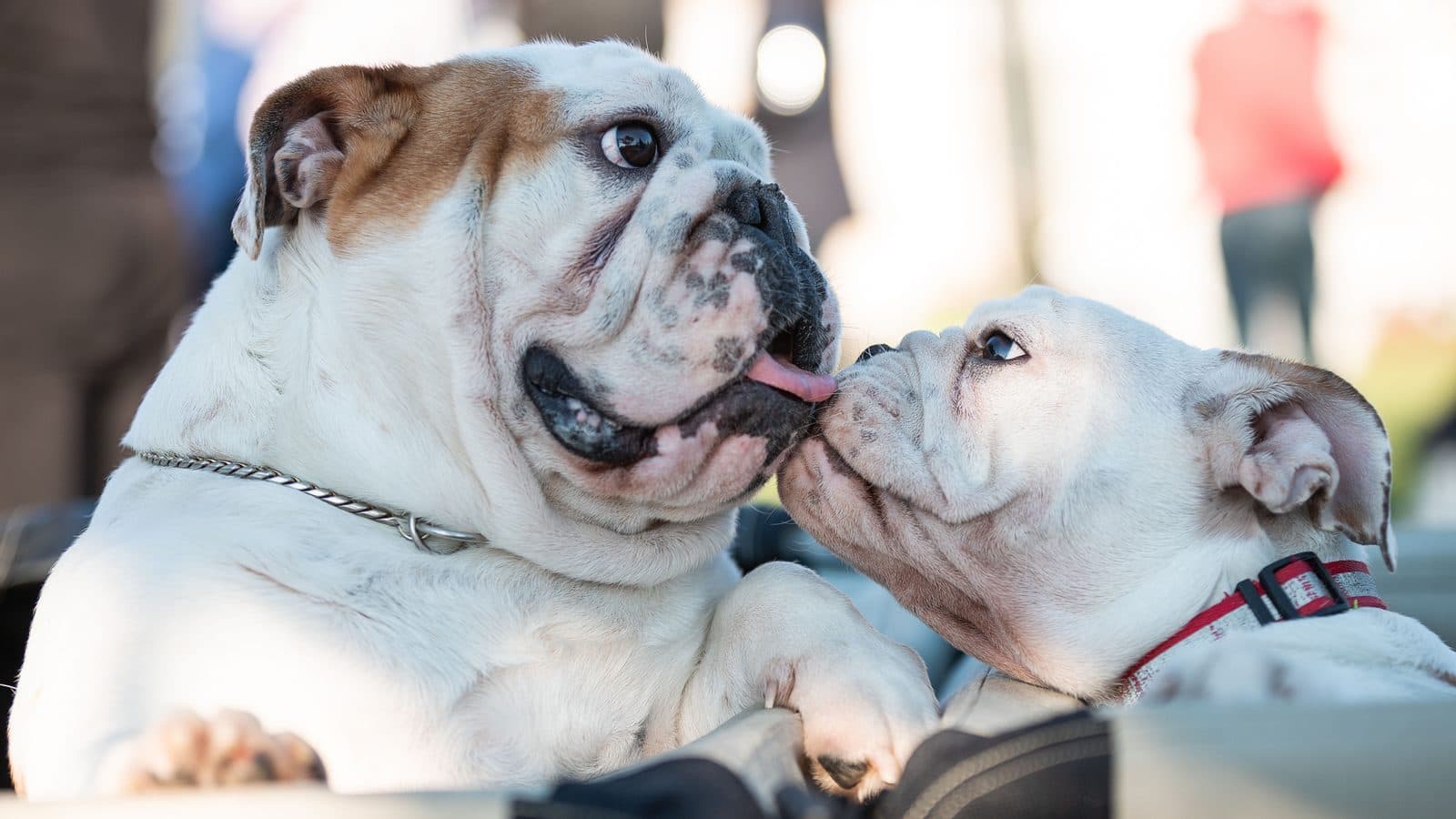 Two English bulldogs together, one licking the other's face