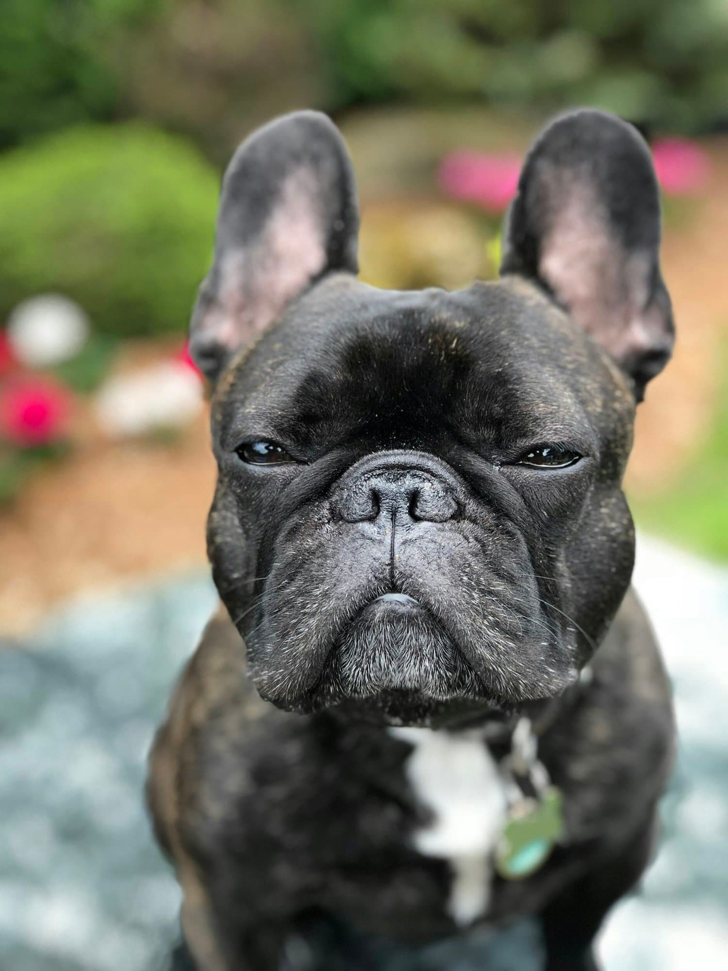 A black brindle French bulldog looking straight at the camera