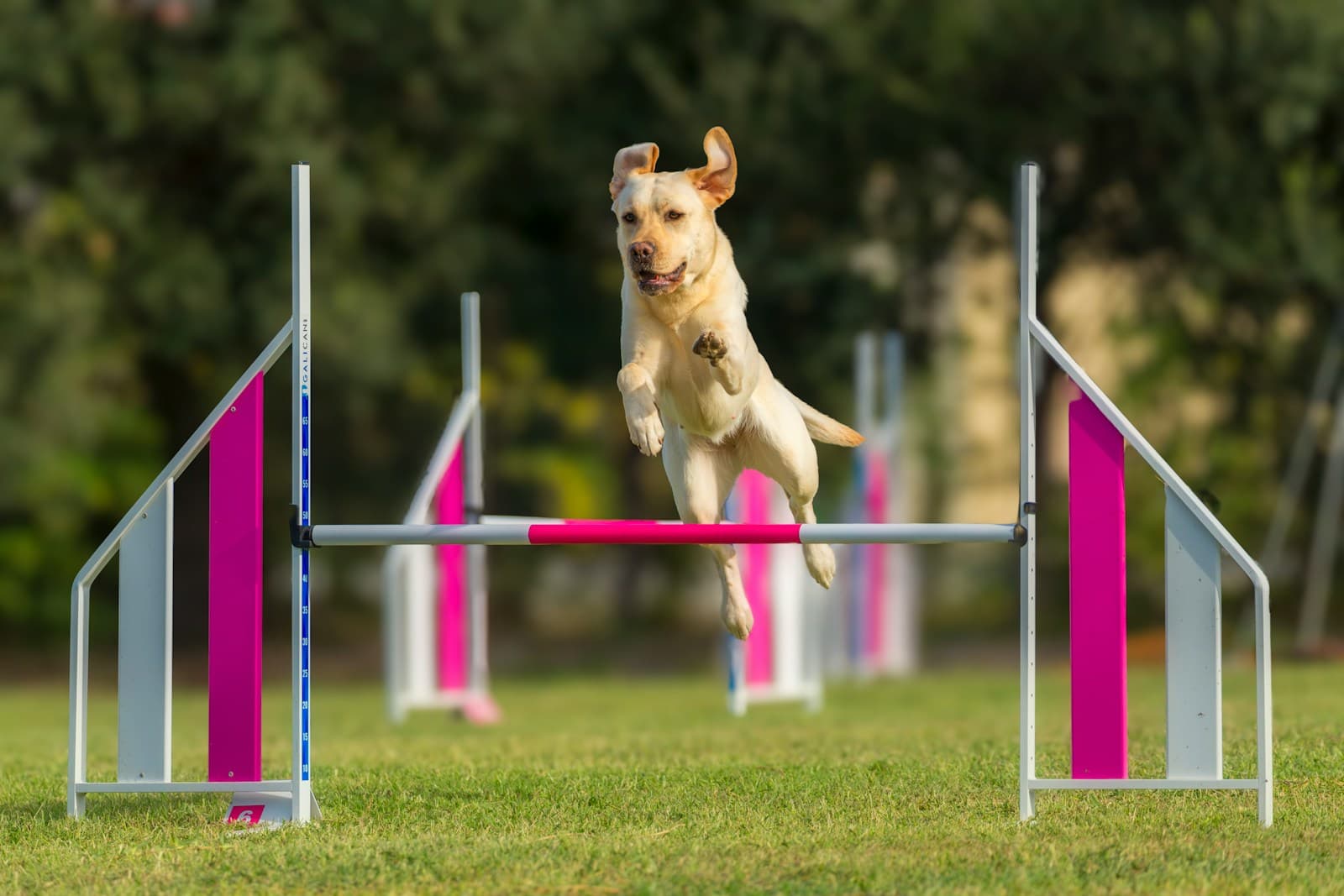A yellow Labrador mid-jump over an agility bar on a grass course