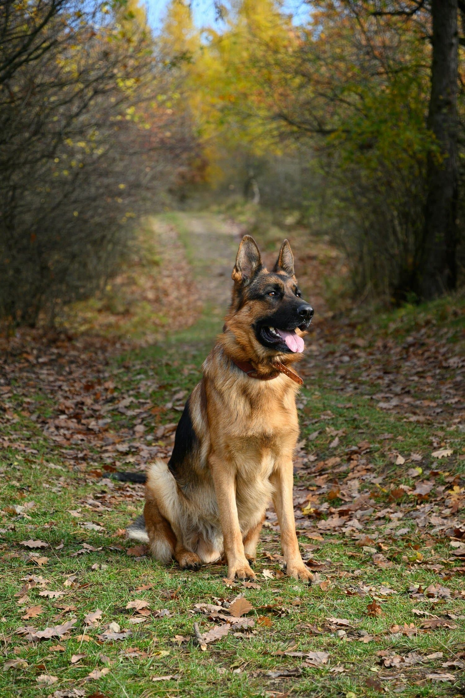 A German shepherd sitting on a woodland path in autumn