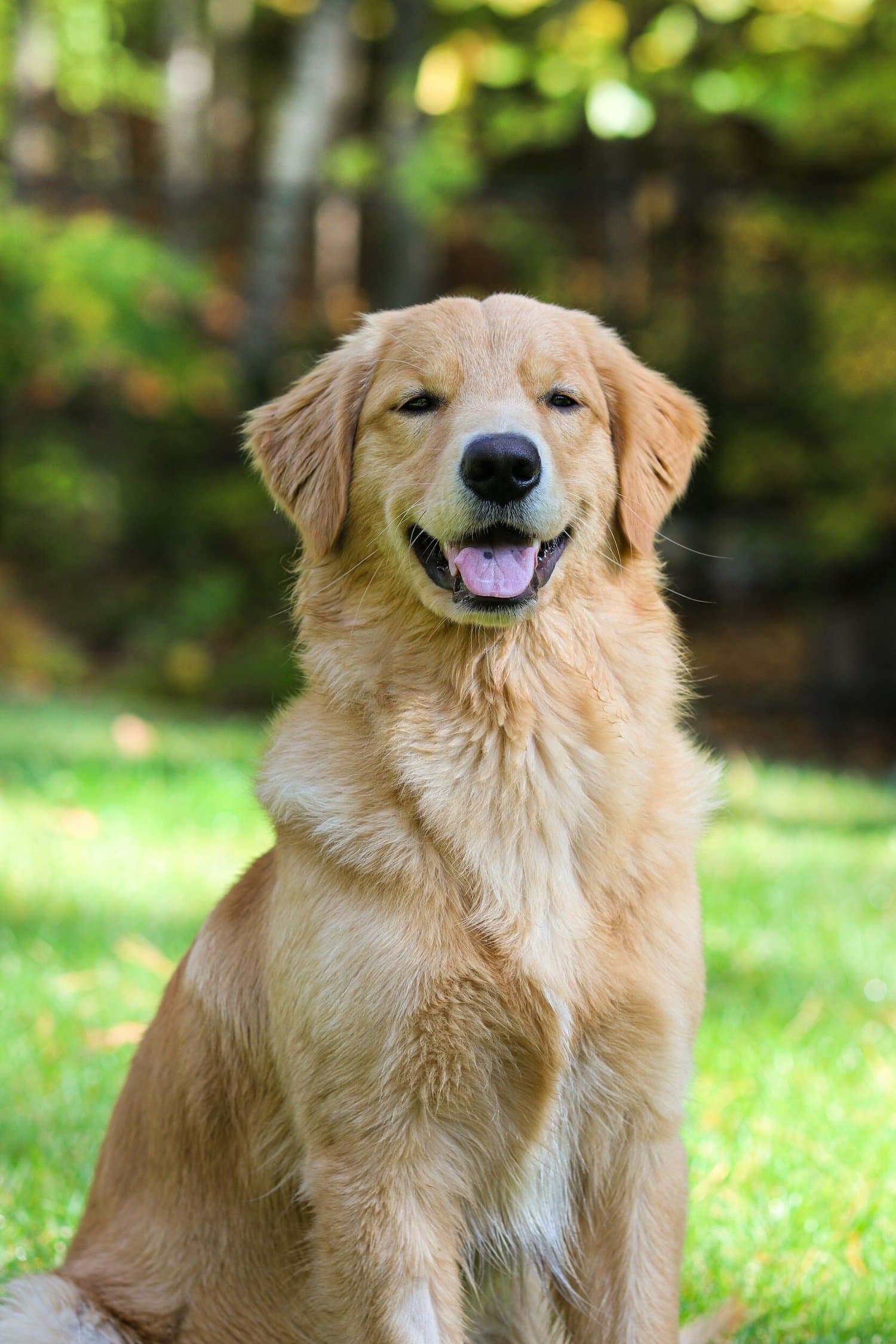 A golden retriever sitting on grass
