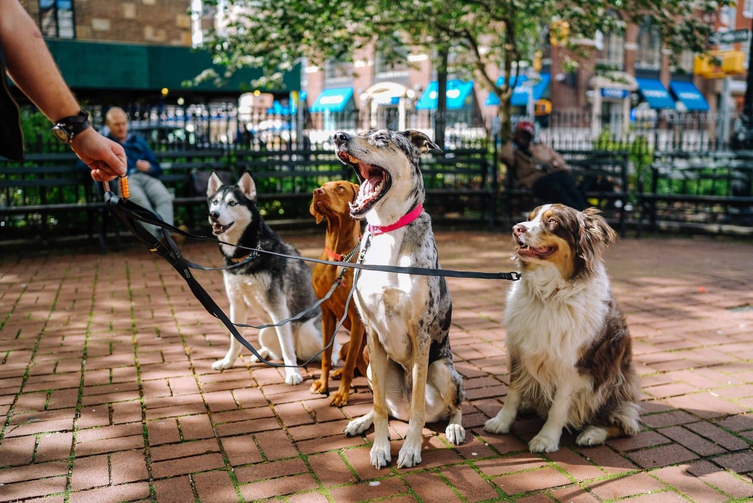 Three dogs on leads sitting together in a park