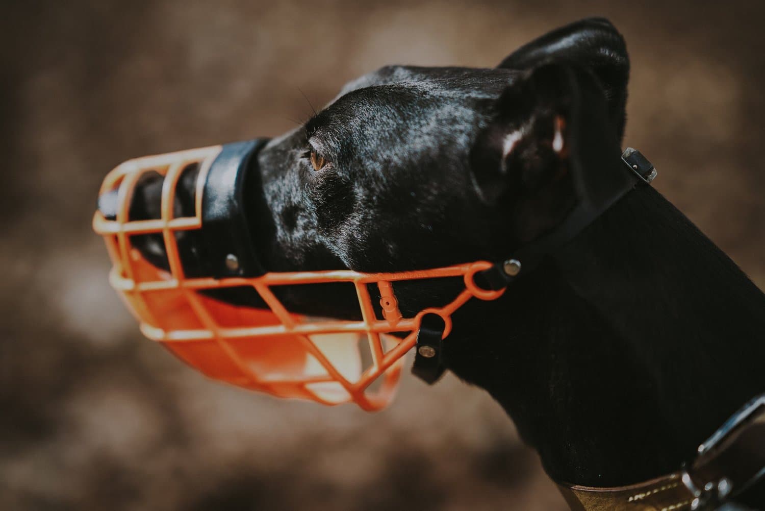 A black dog in profile wearing an orange basket muzzle