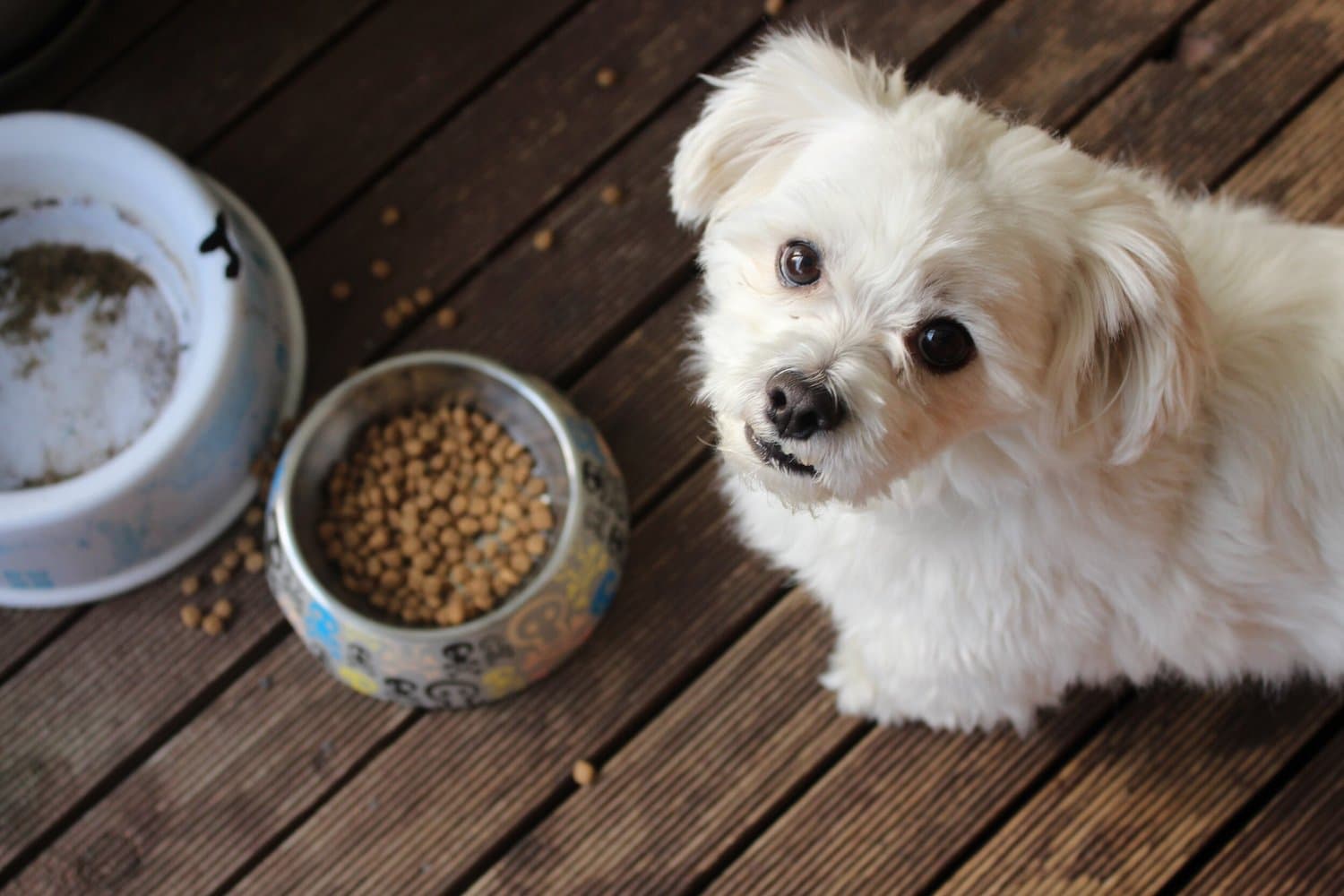 A small white dog beside bowls of food and water on decking