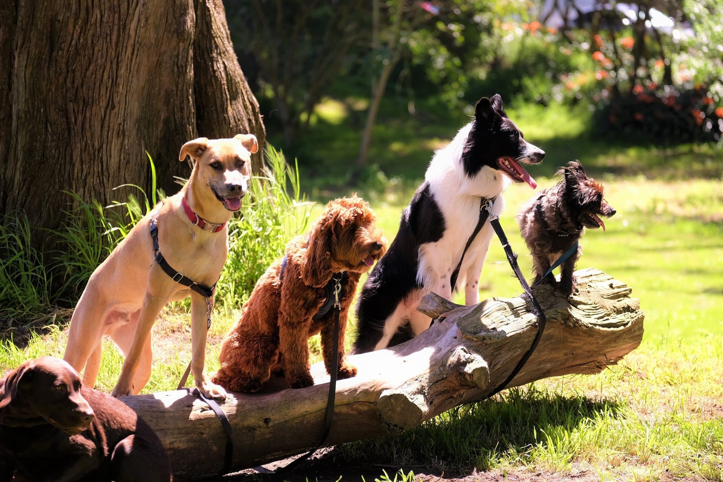 Five dogs lined up along a fallen log in a sunny park, leads trailing, with a big tree and greenery behind them