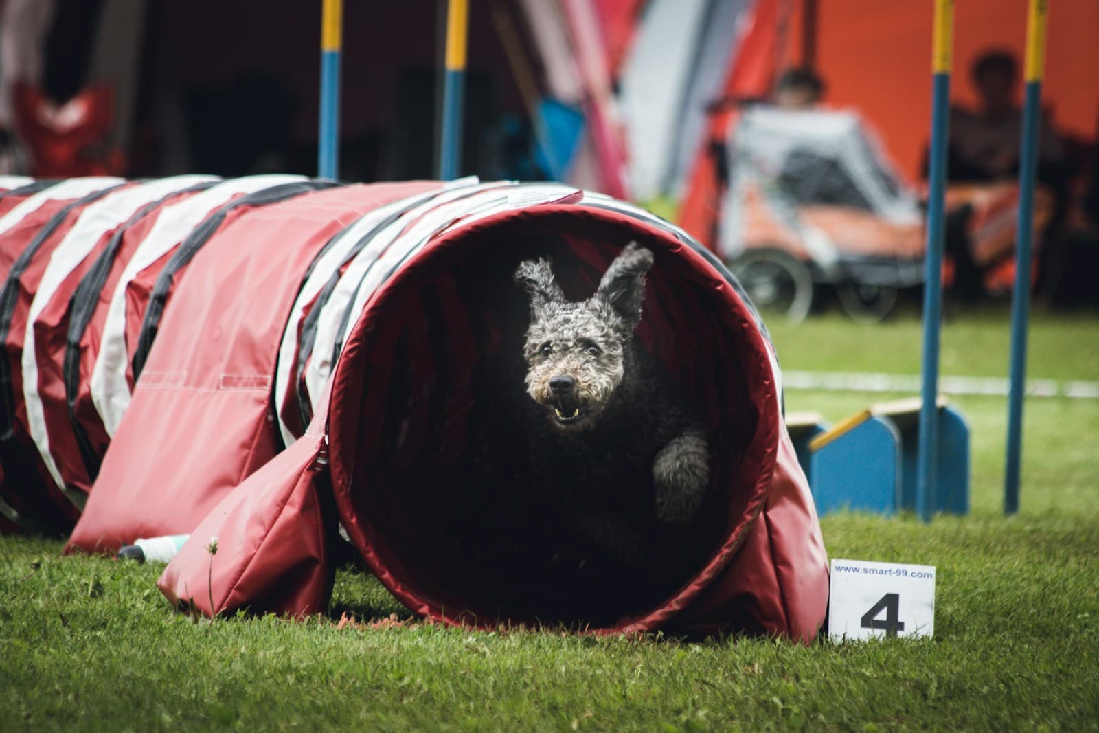 A grey curly-coated dog running out of a red and white agility tunnel