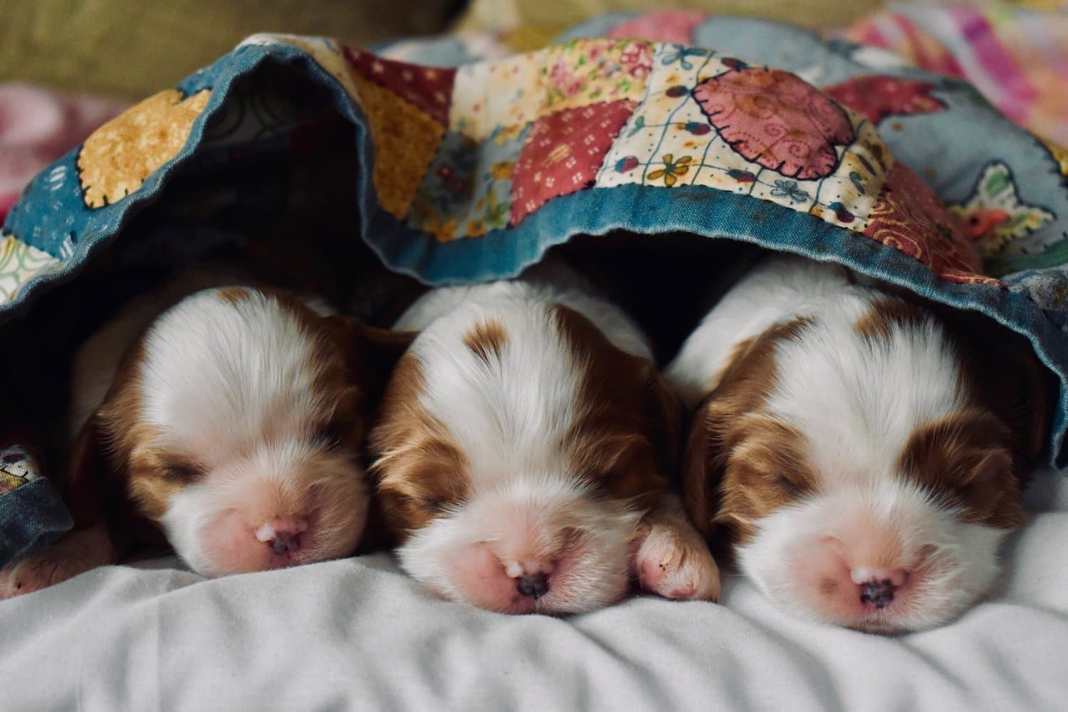 Three spaniel puppies asleep together under a patchwork blanket
