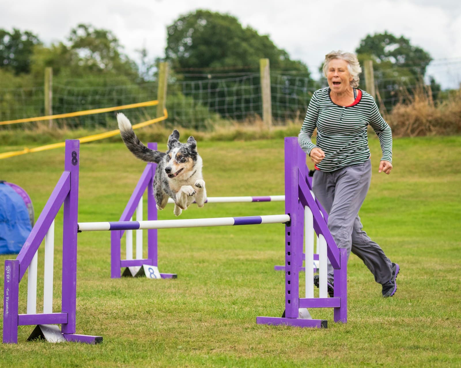 A merle collie jumping a purple agility hurdle as its handler runs alongside on grass