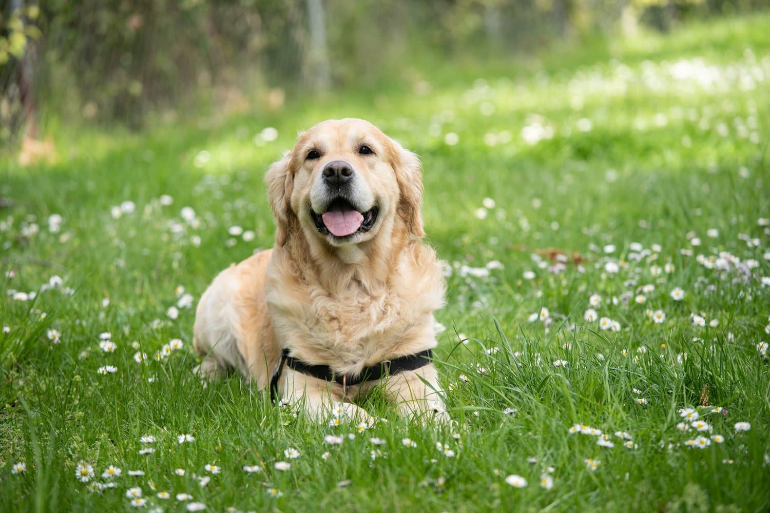 A yellow labrador lying in grass scattered with daisies