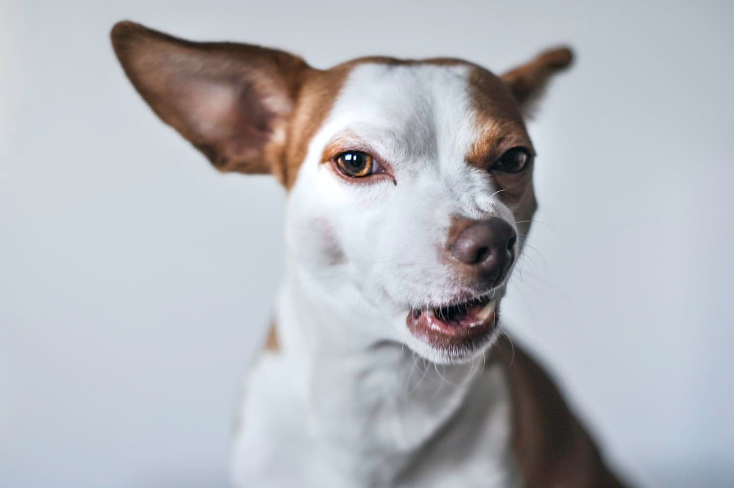 A close-up of a dog with its ears back and head tilted