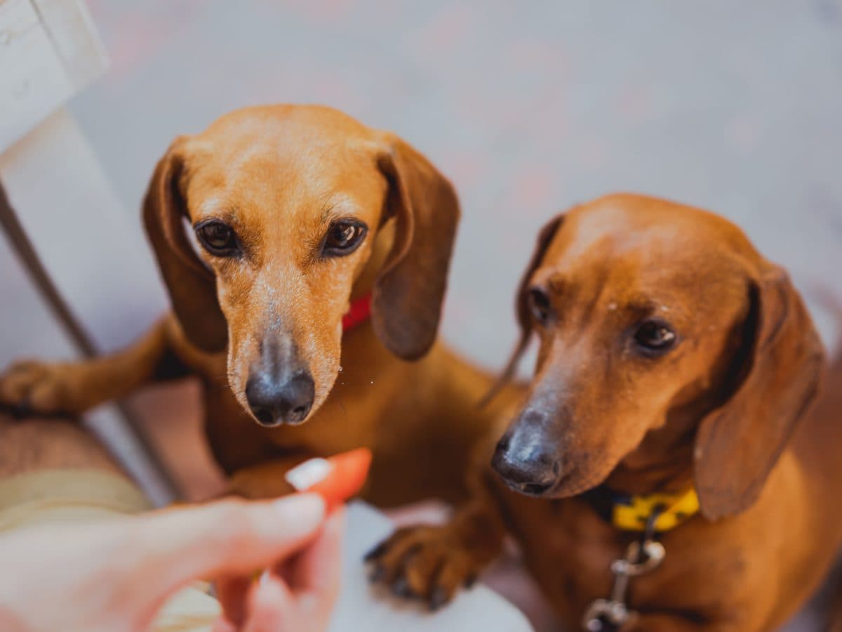 Two smooth-coated red dachshunds taking a treat from a hand