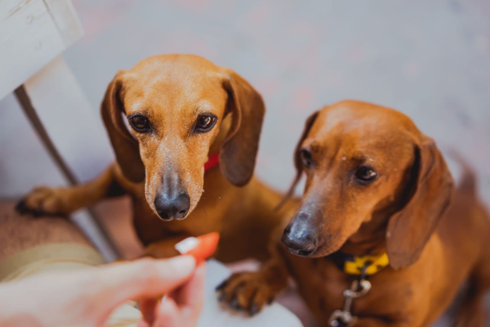 Two smooth-coated red dachshunds taking a treat from a hand