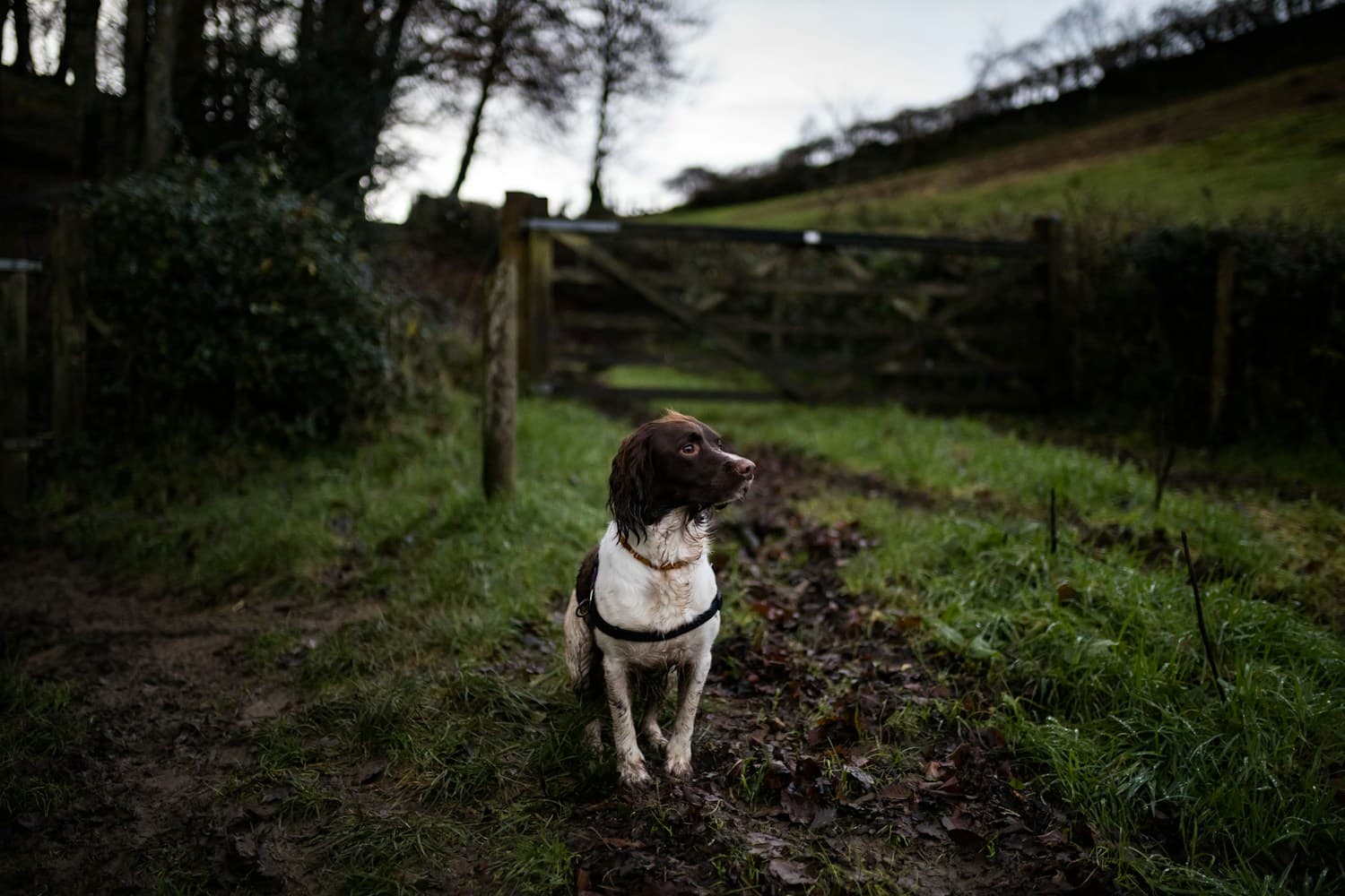 A springer spaniel sitting on a muddy farm track by a wooden gate
