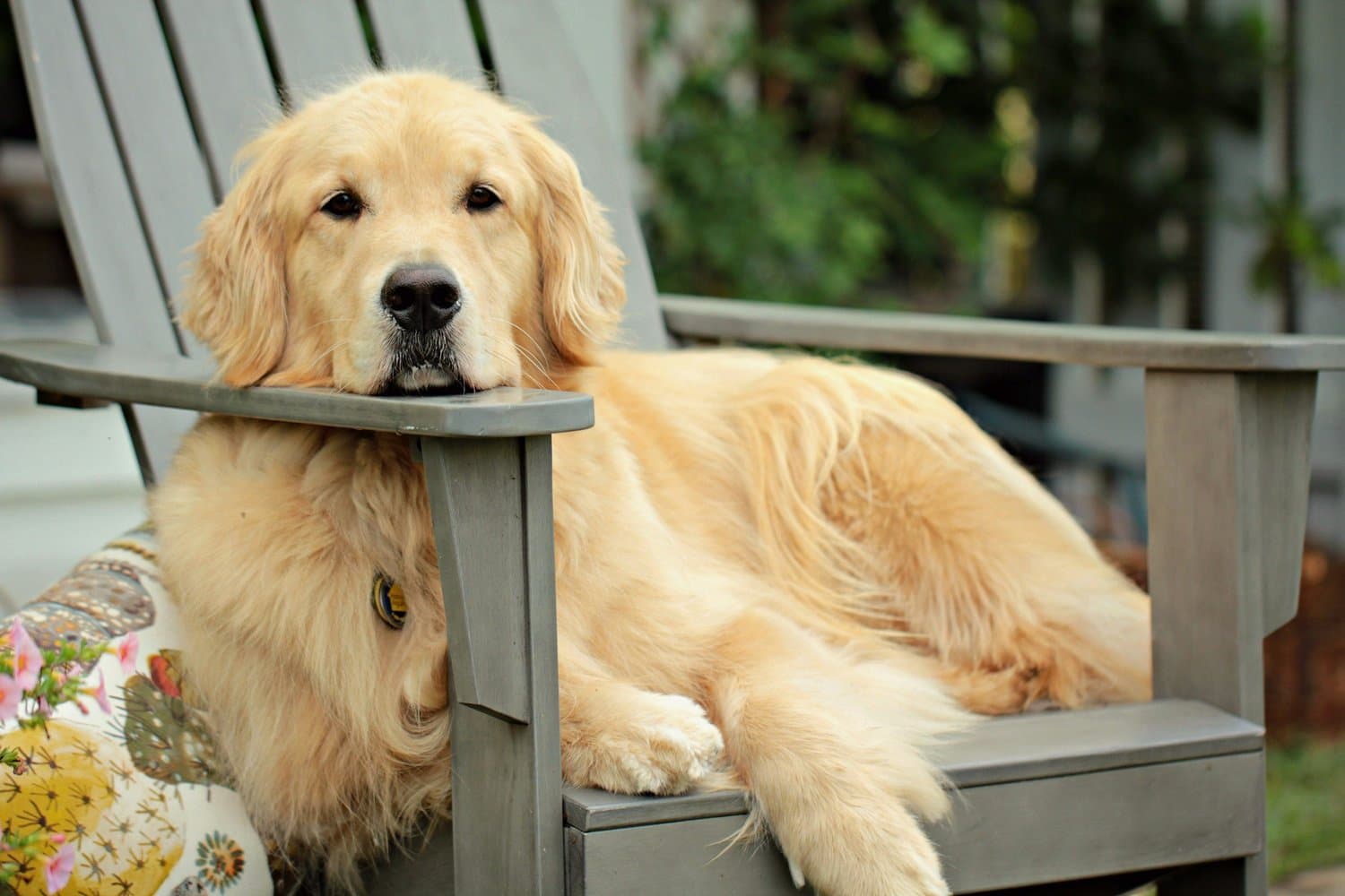 A golden retriever lying on a wooden garden chair