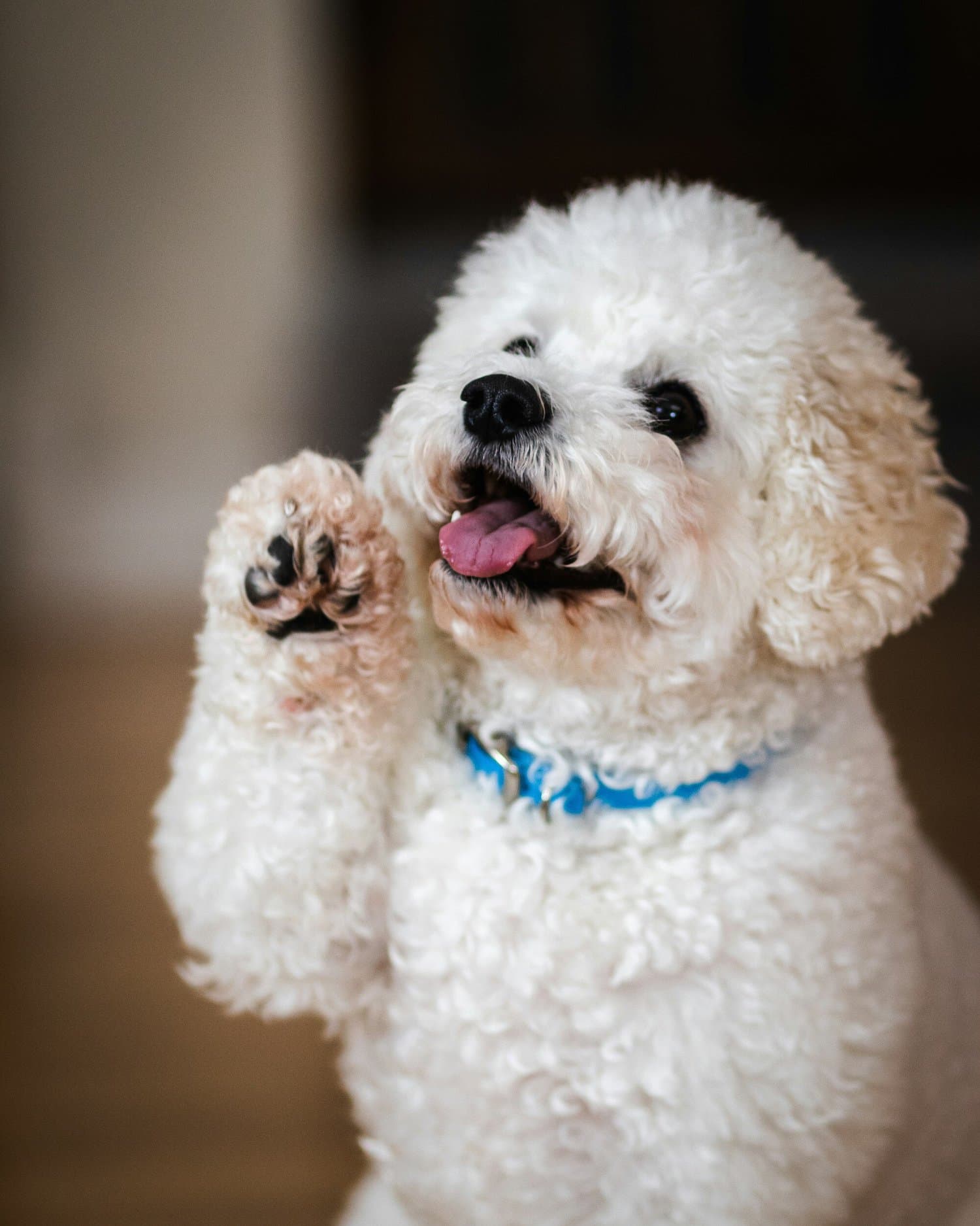 A white poodle sitting up with its front paws raised