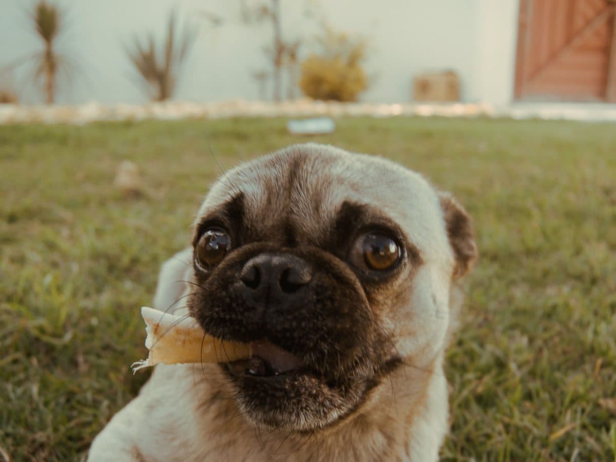 A fawn pug sitting on grass looking up at the camera