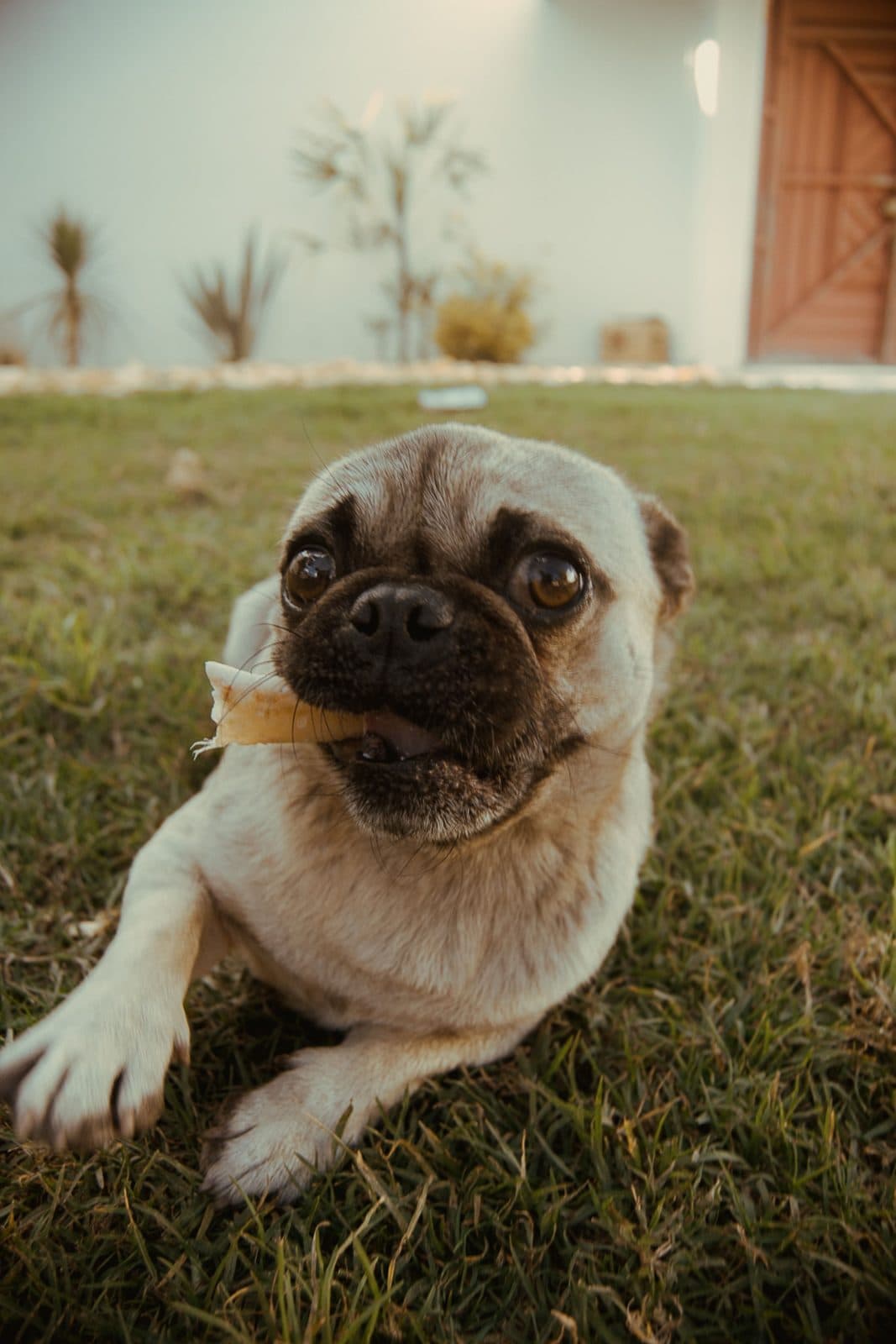 A fawn pug sitting on grass looking up at the camera