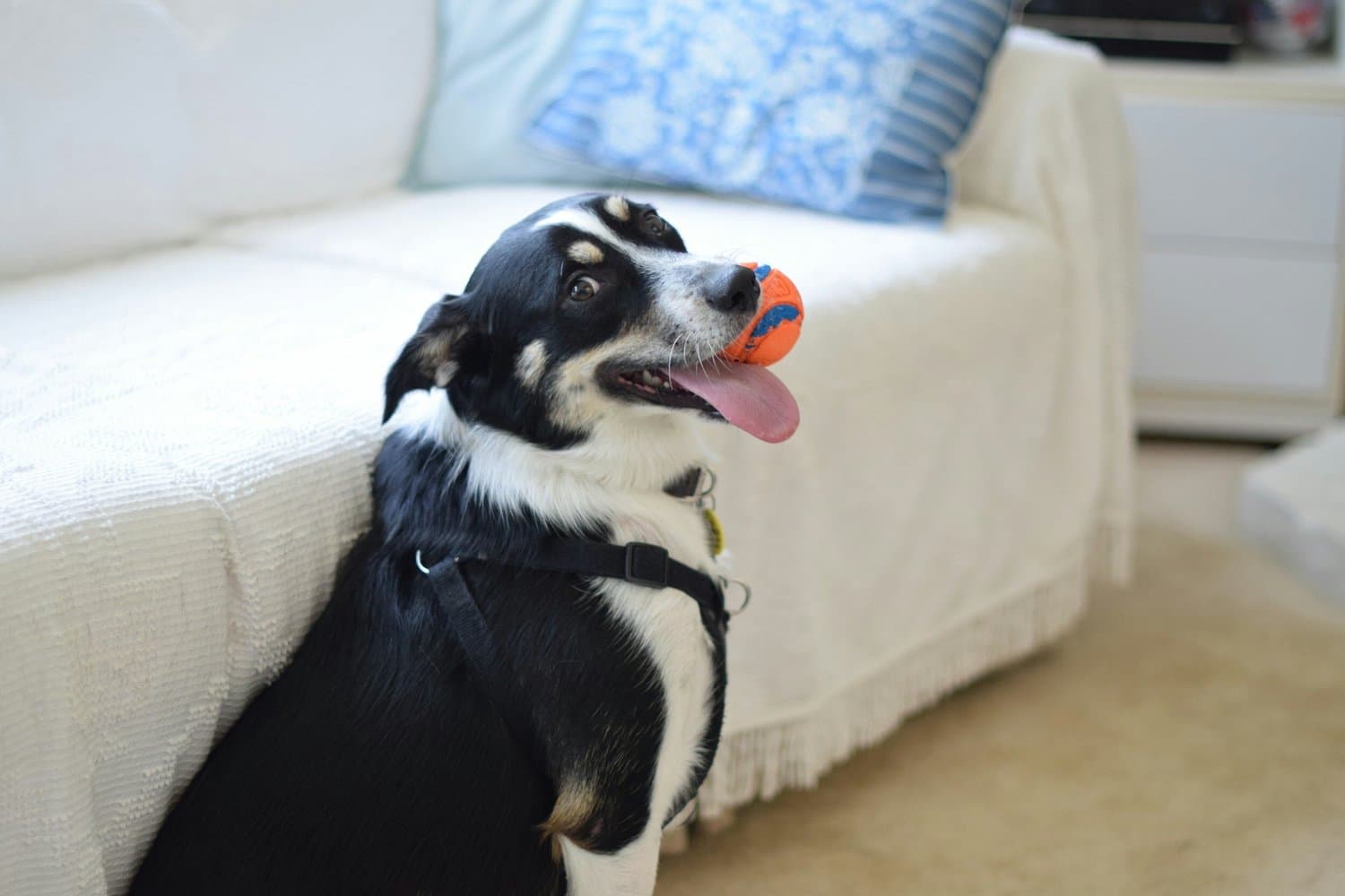 A black and white collie sitting on a sofa holding a ball in its mouth