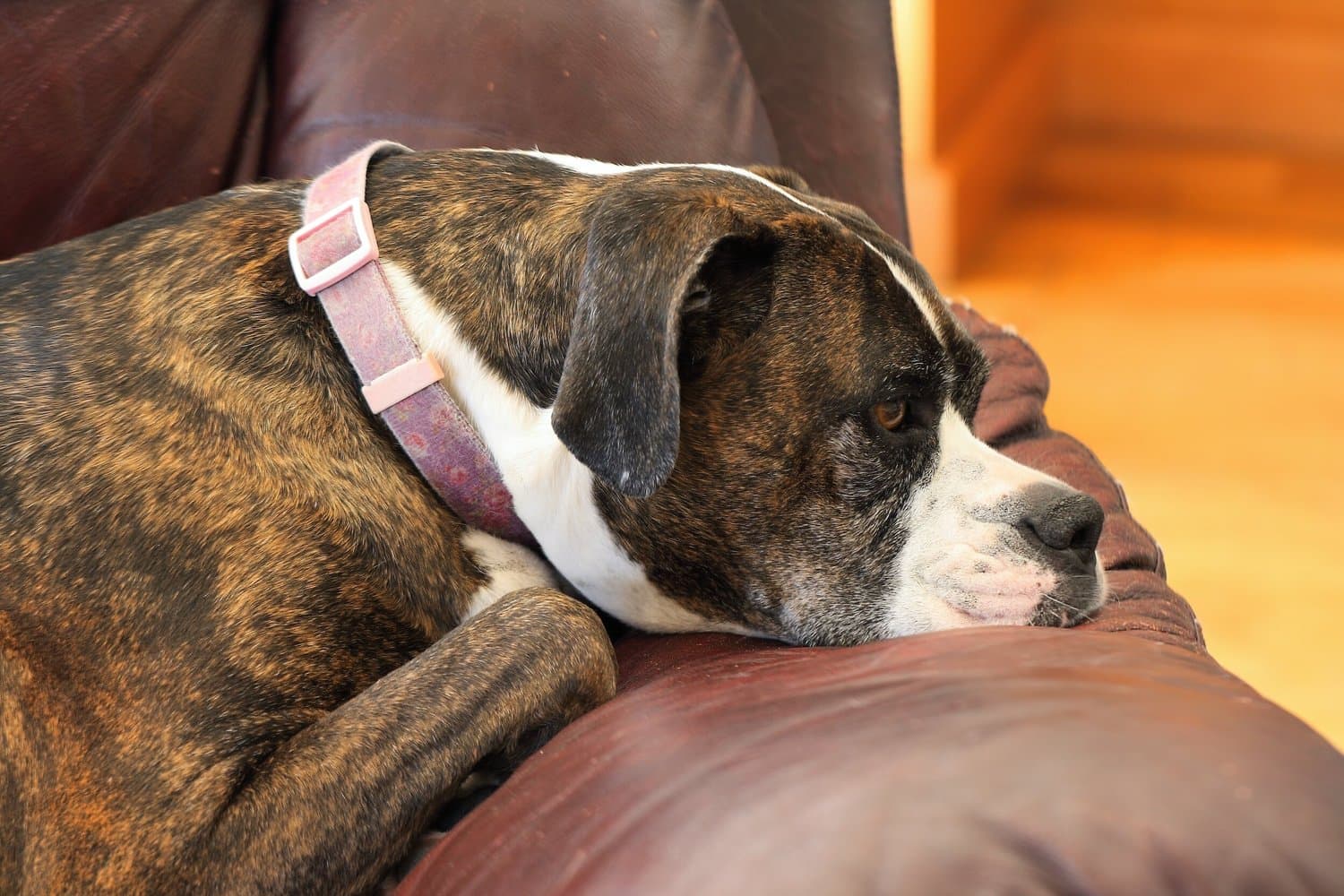A brindle boxer-type dog resting its head on the arm of a leather sofa