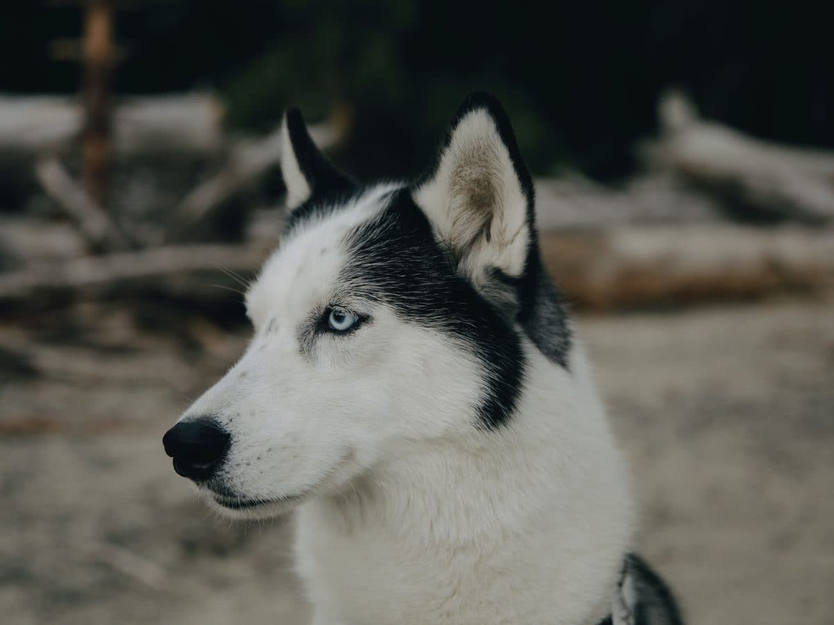 A black and white Siberian husky with blue eyes, in profile