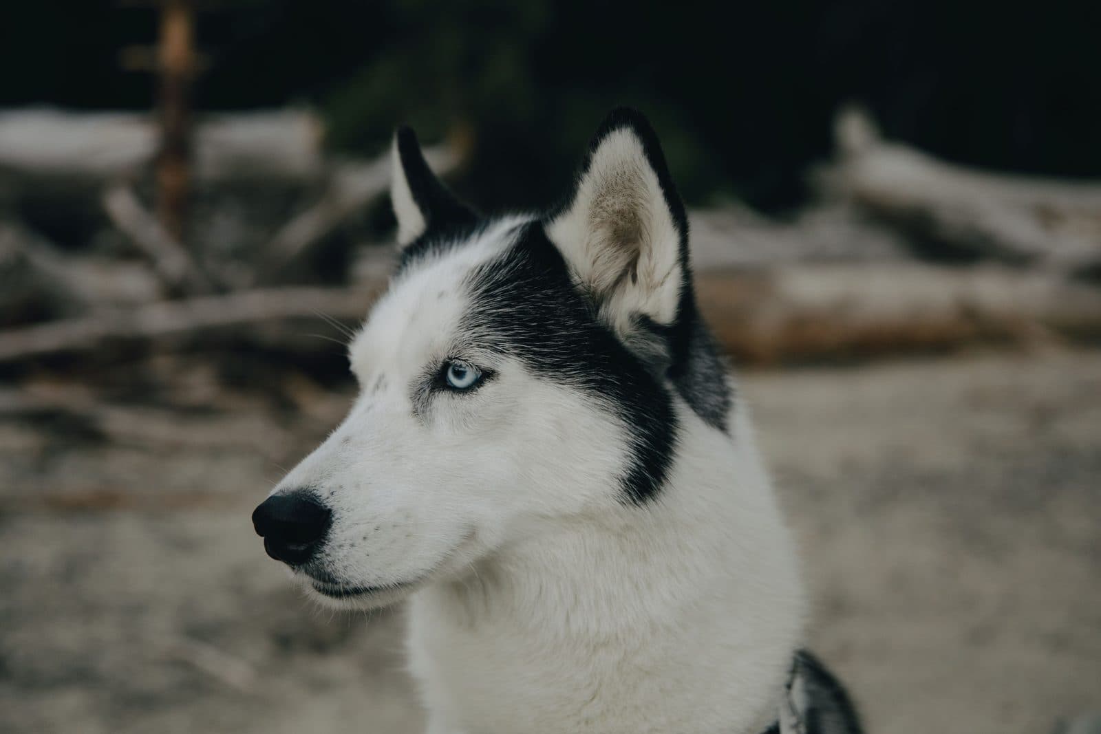 A black and white Siberian husky with blue eyes, in profile