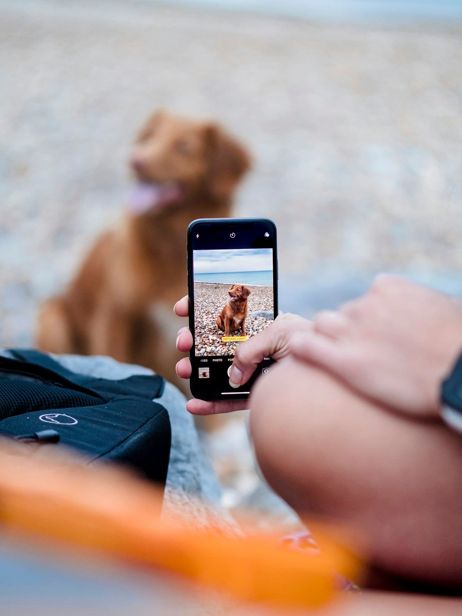 Someone photographing their dog on a phone