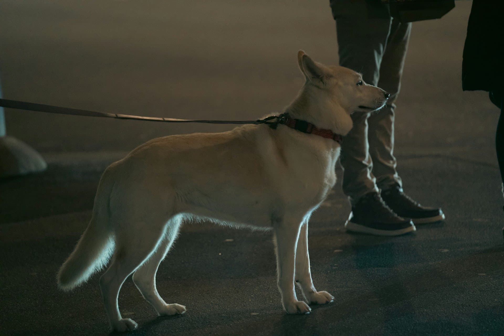 A pale dog on a lead standing on a pavement at night beside its owner