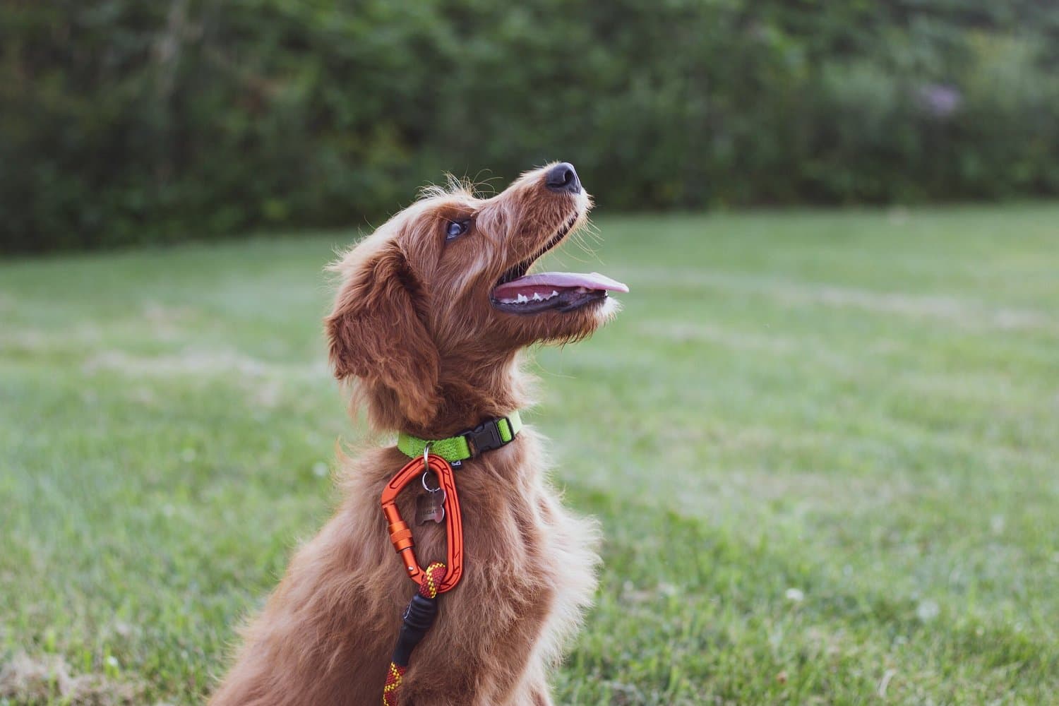 An Irish setter sitting in long grass wearing a collar