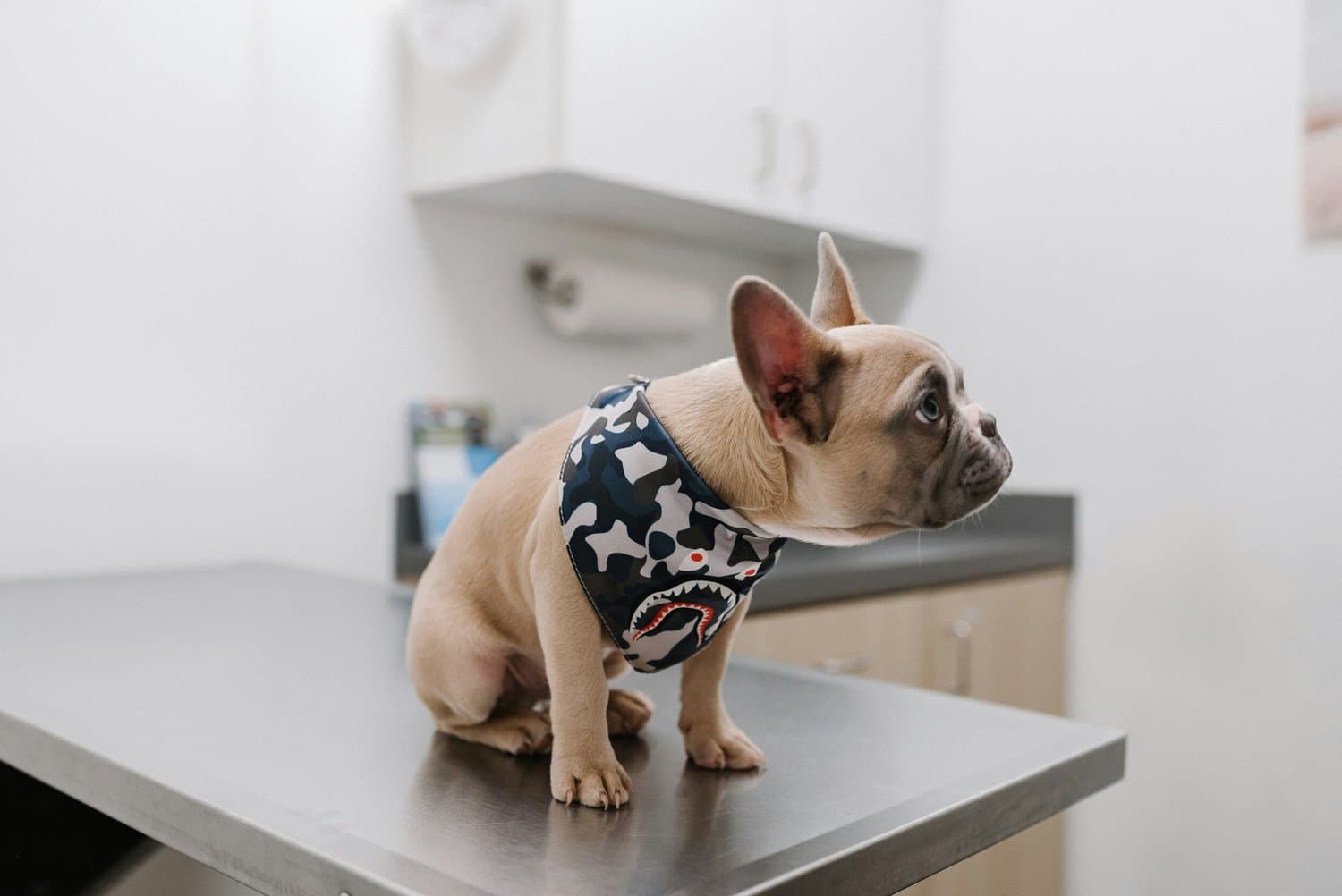 A French bulldog in a harness waiting on a stainless steel vet table