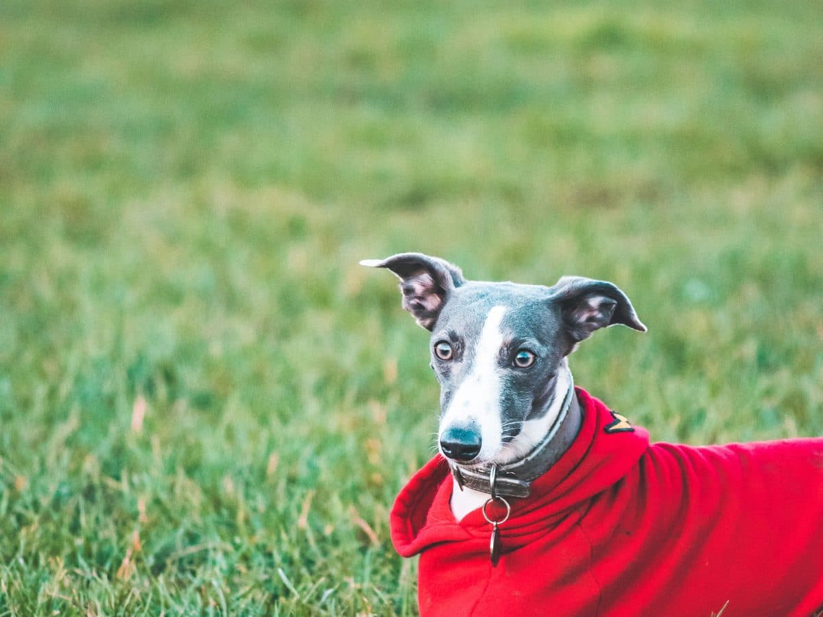 A blue and white whippet in a red jumper standing on grass