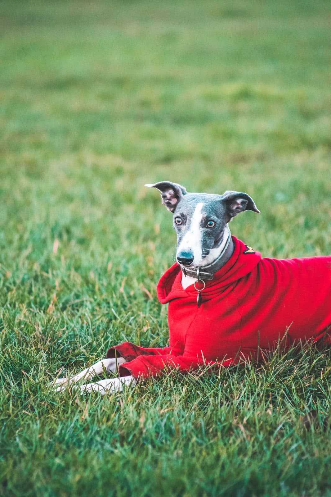 A blue and white whippet in a red jumper standing on grass