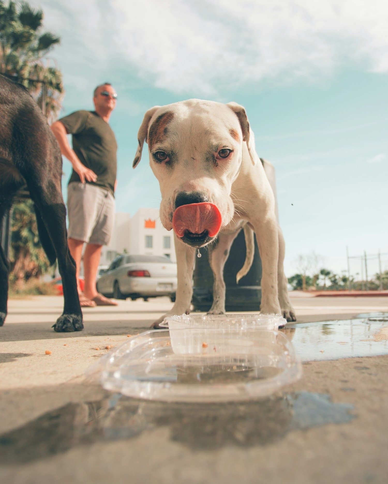 A dog drinking from a public water bowl on a pavement