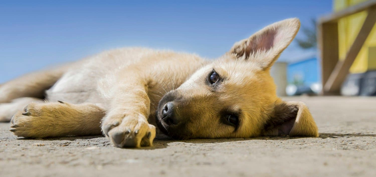 A puppy lying on its side on the ground