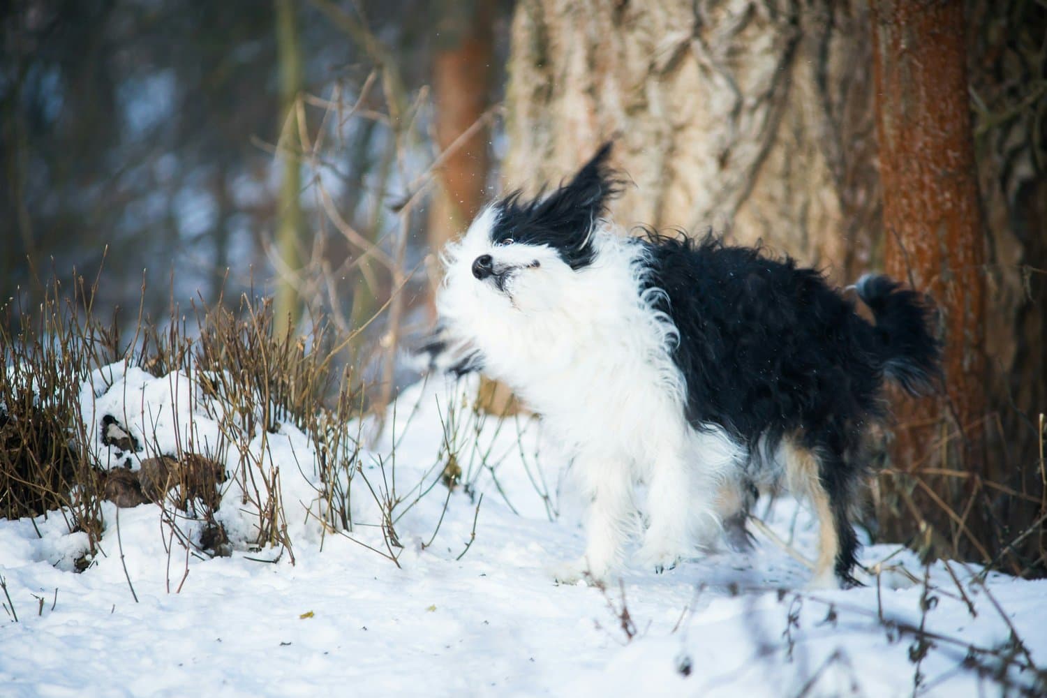 A small black and white dog shaking itself off in the snow