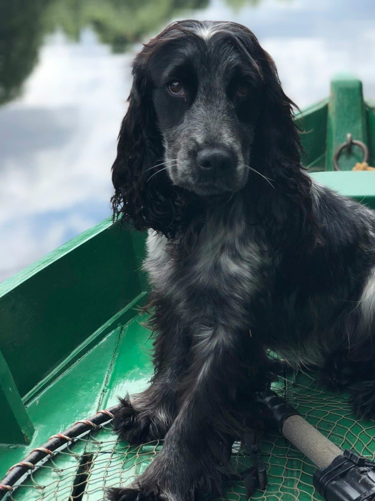 A black cocker spaniel sitting in a boat