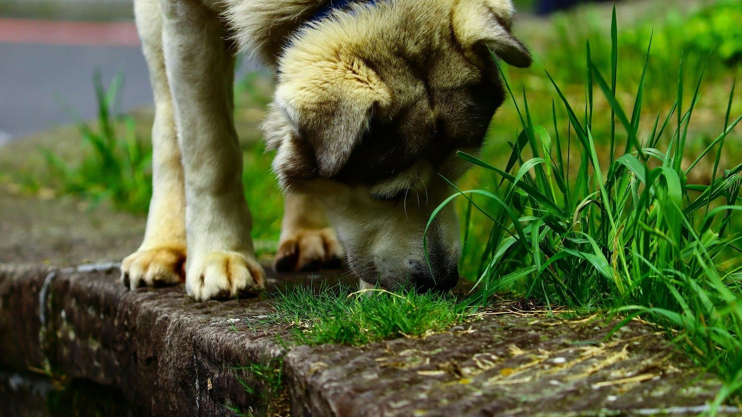 A dog nosing at long grass at the edge of a path