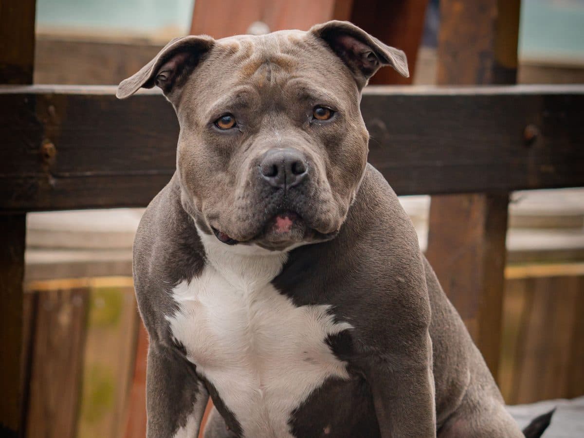 A grey and white XL bully sitting calmly on a wooden deck