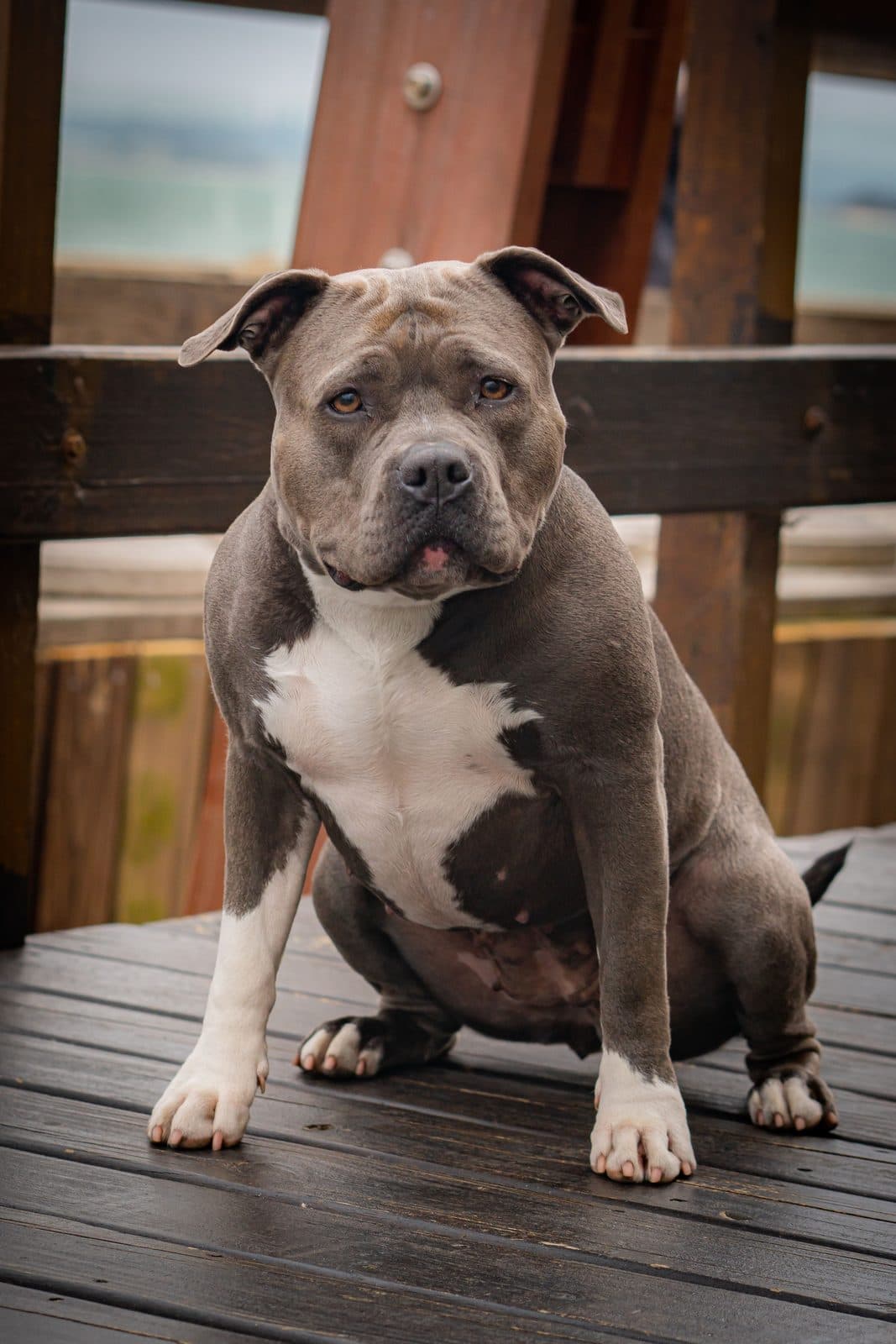 A grey and white XL bully sitting calmly on a wooden deck